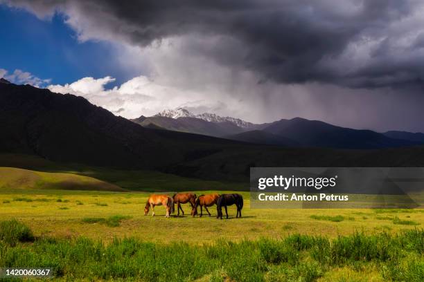 Tianshan Steppe Central Asia Steppe Photos and Premium High Res Pictures - Getty Images