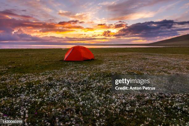 orange tent at dawn in a glade of edelweiss. alpine lake - ドームテント ストックフォトと画像