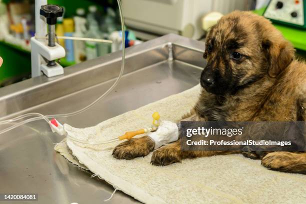 during a visit to an animal hospital, a domestic dog is receiving an injection. - dog studio shot stock pictures, royalty-free photos & images