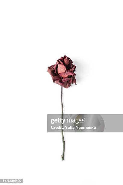 withered rose on a white background, dry flowers. - wilted stock pictures, royalty-free photos & images