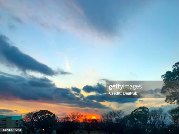 sunset at nogeyama park - japanese zelkova stock pictures, royalty-free photos & images