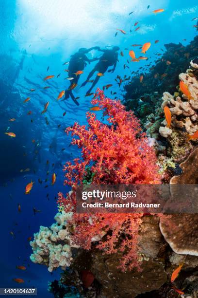 two scuba divers swimming above a beautiful coral reef - snorkling red sea stock pictures, royalty-free photos & images