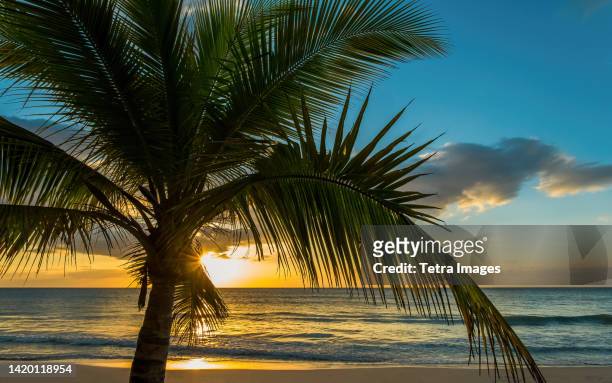 palm tree and ocean at sunrise - boca raton stock-fotos und bilder