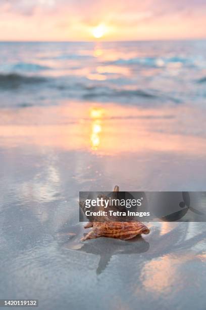 conch seashell on sandy beach at sunset - sea shell stock-fotos und bilder