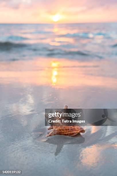 Coin Shell Beach 2,881 Conch Shell Beach Stock Photos, High-Res Pictures, and Images ...
