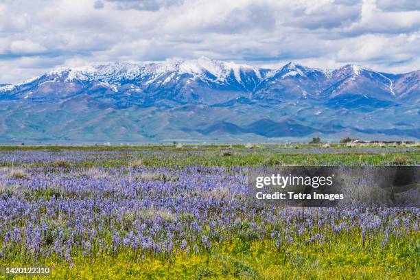 Spring In Idaho 1,817 Idaho Spring Stock Photos, High-Res Pictures, and Images - Getty ...