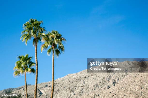 united states, california, palm springs, three palm trees against blue sky - palm springs california stock pictures, royalty-free photos & images