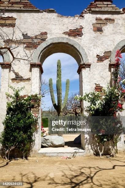 mexico, cabo san lucas, old ruins and plants - cabo san lucas stockfoto's en -beelden