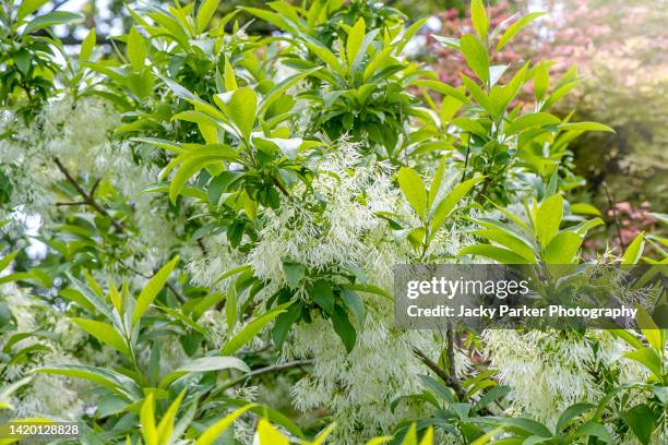 close-up image of chionanthus virginicus, the white fringe tree flowers - fringing stock pictures, royalty-free photos & images