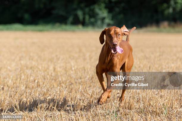 male vizsla running in a harvested wheat field - vizsla stock-fotos und bilder