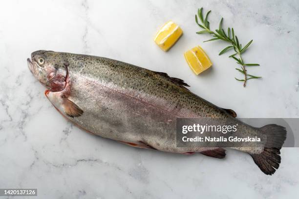raw lake trout on marble table top. fresh uncooked fish with lemon slices and rosemary condiment. protein and omega-3 mediterranean food. cooking healthy eating meal. preparing dieting organic dish. lunch ingredient. horizontal, high angle view - captura de peces fotografías e imágenes de stock