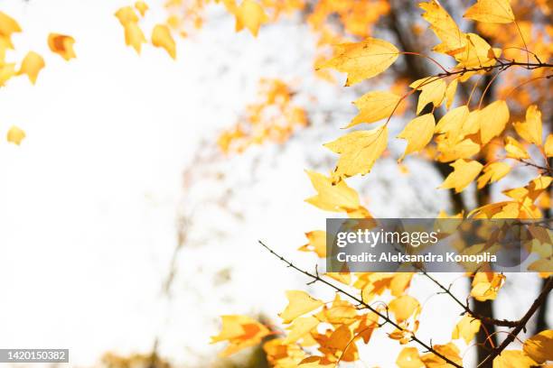 autumn sun shining through beautiful gold colored tree leaves - september stock pictures, royalty-free photos & images