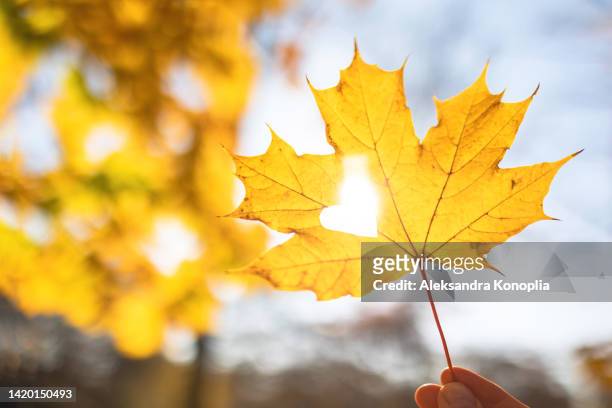 hand holding yellow autumn maple leaf with heart-shaped hole - maple leaf heart stock pictures, royalty-free photos & images
