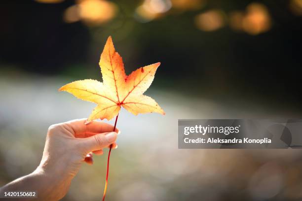 woman hand holding orange maple leaf at sunny day in natural park - arce rojo fotografías e imágenes de stock