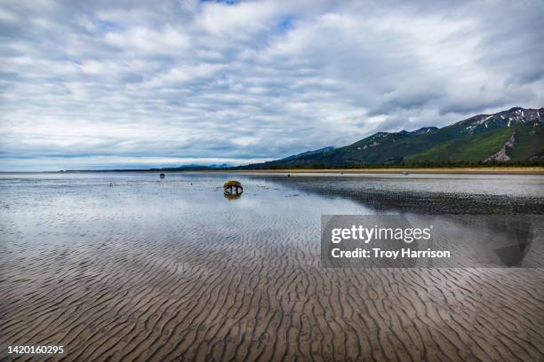 alaskan coast at low tide as bears move out to dig clams. - schelpdier dier stockfoto's en -beelden