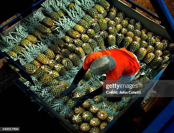 pineapple farmer, costa rica - costa rica stock pictures, royalty-free photos & images