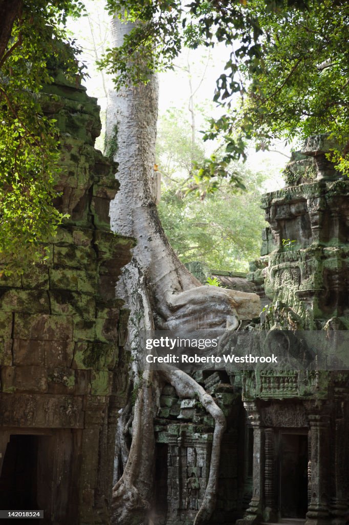 Ruins in Ta Prohm temple