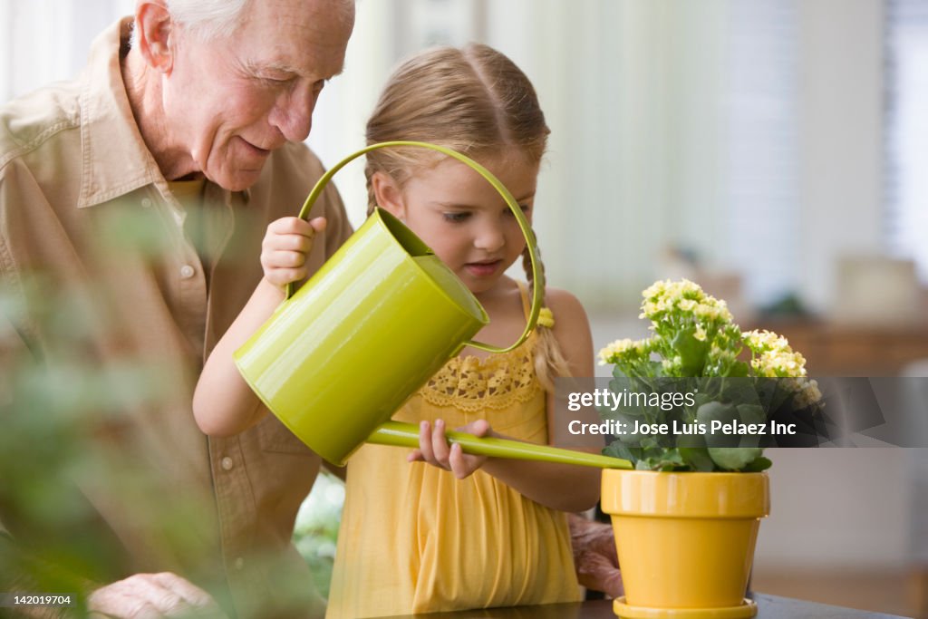 Caucasian grandfather watching granddaughter watering plants