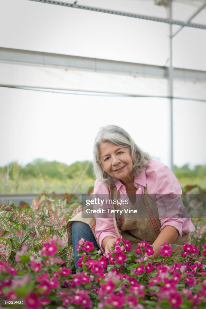 Hispanic worker tending to flowers in greenhouse