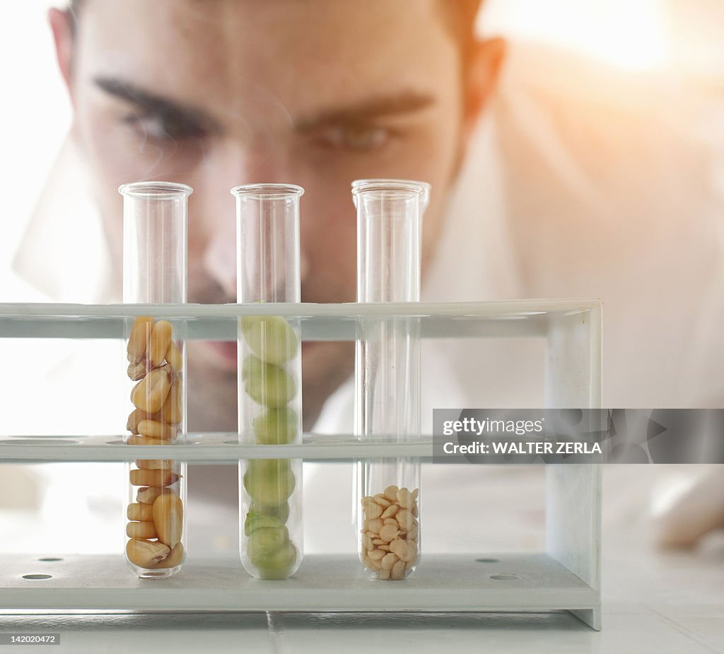 Scientist examining seeds in test tubes