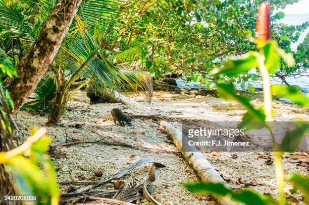 landscape with iguana of cahuita national park in costa rica - iguana imagens e fotografias de stock