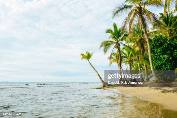 beach landscape in puerto viejo, costa rica - puerto viejo fotografías e imágenes de stock