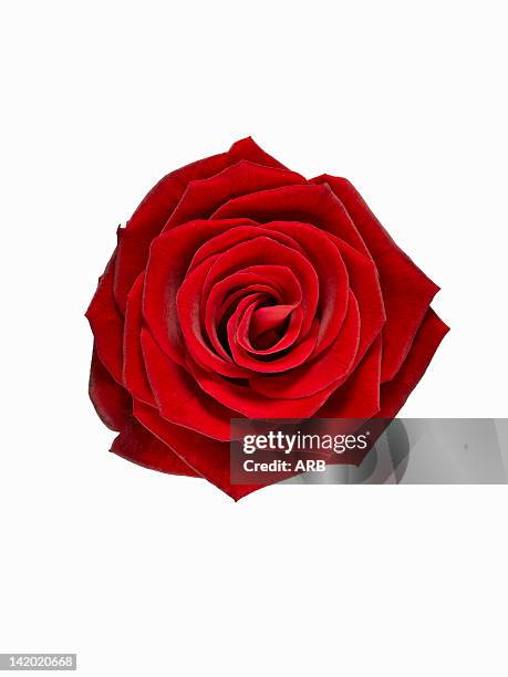 close up of blooming red rose - rose fotografías e imágenes de stock