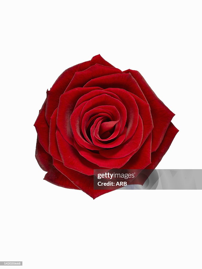 Close up of blooming red rose