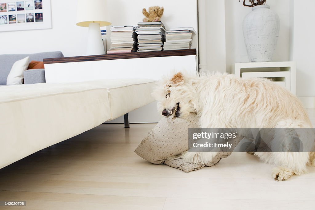 Dog biting pillow in living room