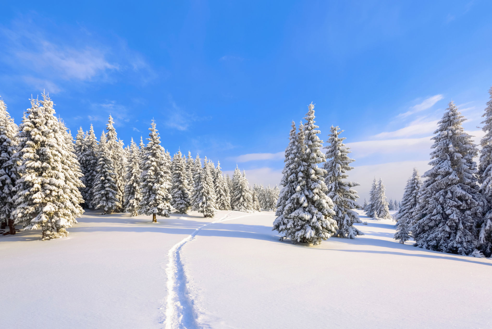 snowy forest trail