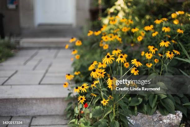 black-eyed susan in front of a house - black eyed susan stock pictures, royalty-free photos & images