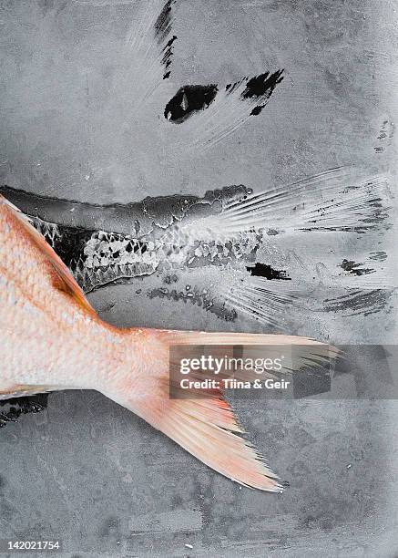 close up of red tilapia tale - tilapia stock pictures, royalty-free photos & images