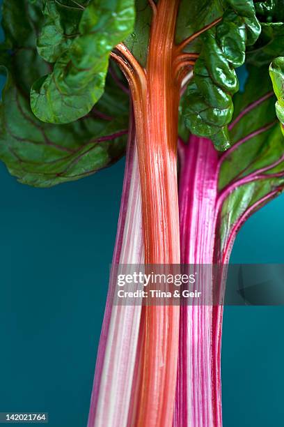 close up of rhubarb stocks - rabarber stockfoto's en -beelden