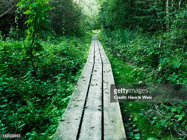 wooden walkway in lush forest - denmark landscape stock pictures, royalty-free photos & images