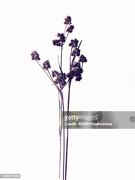 close up of dried flower specimen - dried plant stock pictures, royalty-free photos & images