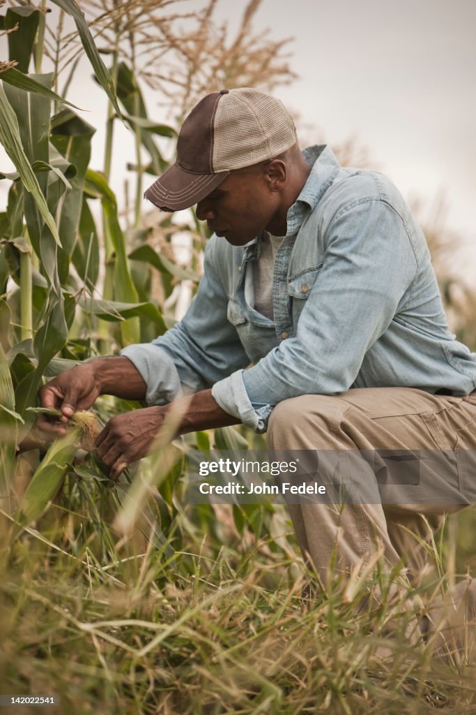 African American farmer tending crops