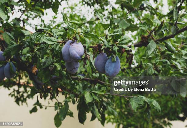 plum tree - pflaumenbaum stock-fotos und bilder