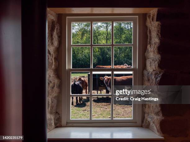 Cow Rumen Window Cow Window Photos and Premium High Res Pictures - Getty Images