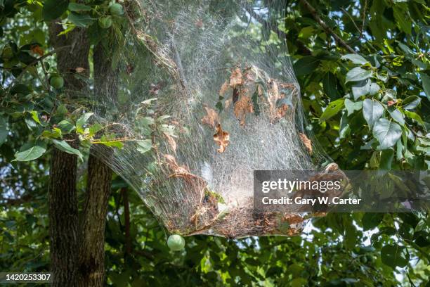 webworms - bagworm moth 個照片及圖片檔