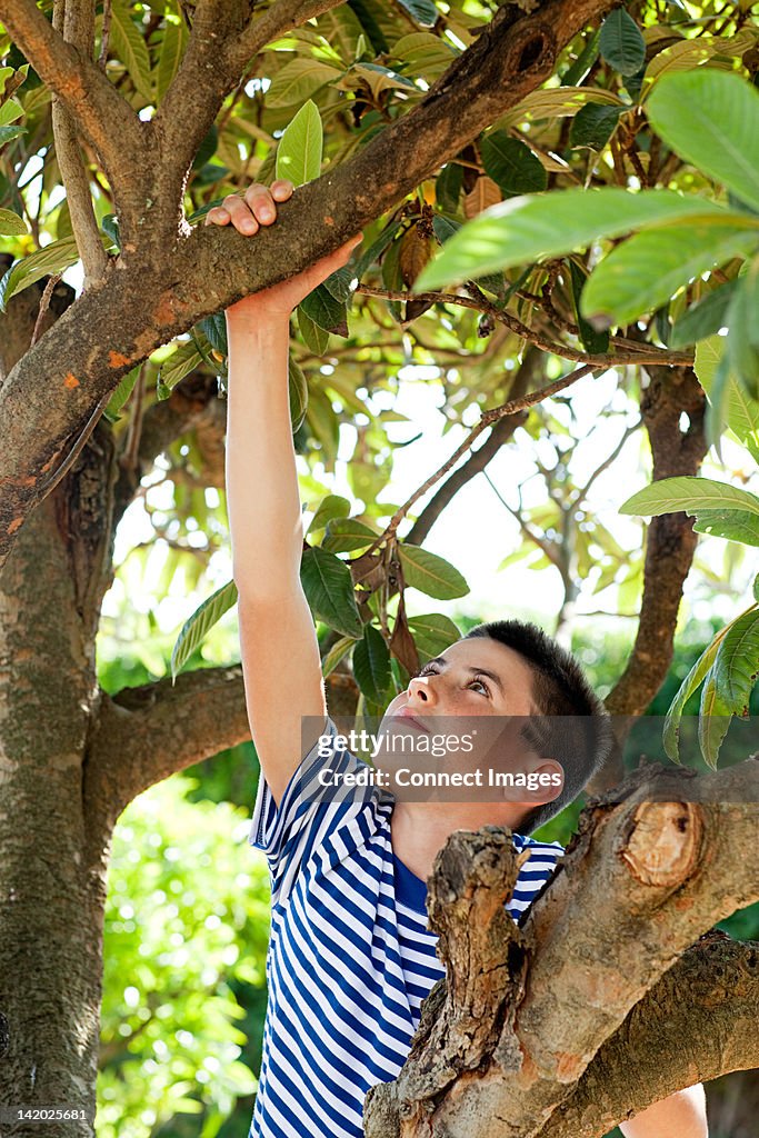 Boy climbing tree