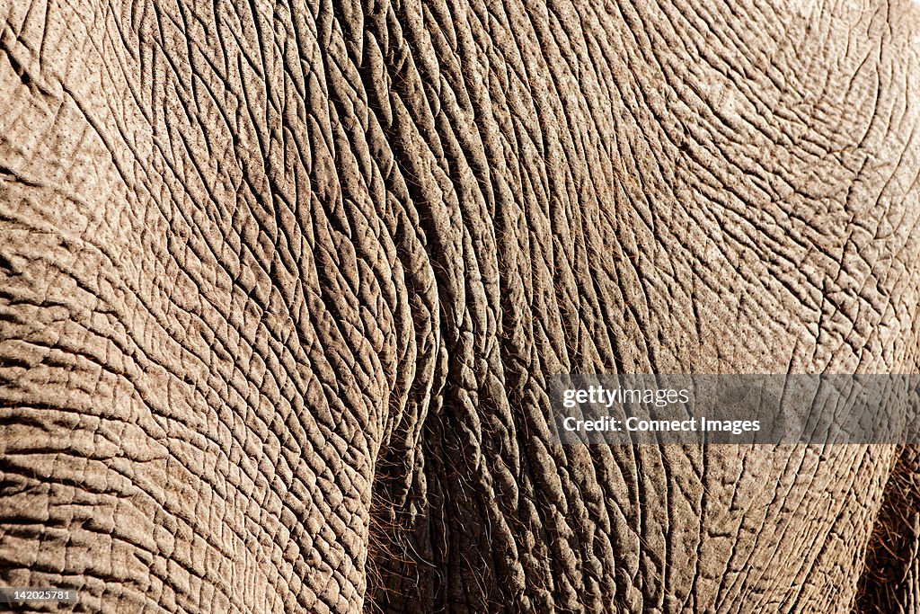 Detail of Elephant skin, Botswana, Africa