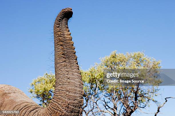 female african elephant trunk detail, botswana, africa - animal trunk stock pictures, royalty-free photos & images