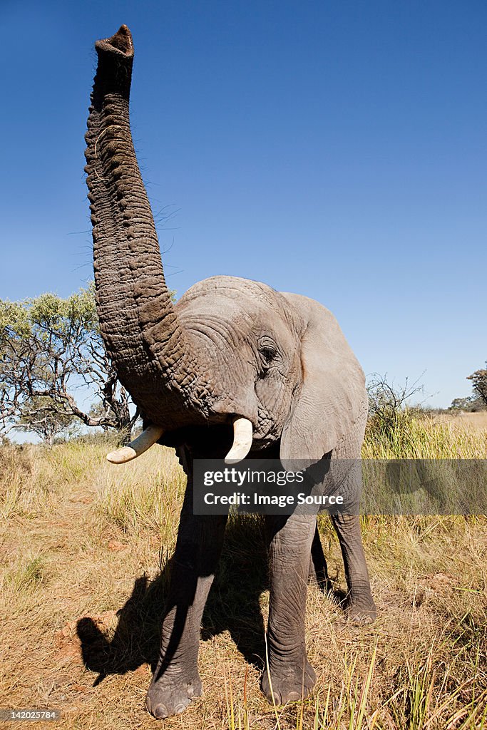 Female African Elephant, head on, Botswana, Africa