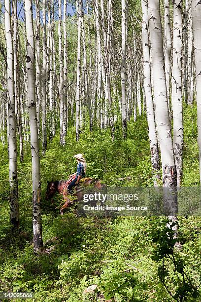 woman riding horse through forest, colorado, usa - beaver creek colorado stock pictures, royalty-free photos & images