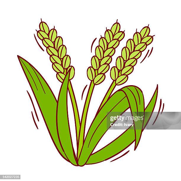 Planting Rice Icon Rice Plant Diagram