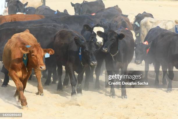 cattle livestock being herded - slaughterhouse stock pictures, royalty-free photos & images