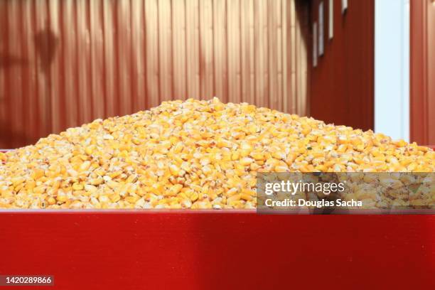 dried corn kernels for animal feed - poultry feed stock pictures, royalty-free photos & images