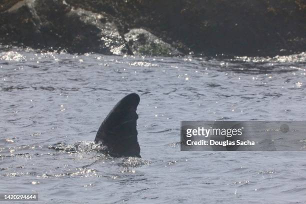 whale surfacing in the wild - chinesischer weißer delfin stock-fotos und bilder
