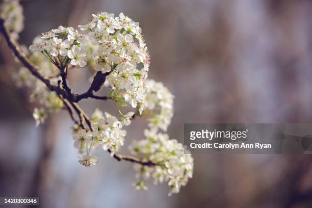 white cherry blossoms in spring - carolina cherry 個照片及圖片檔