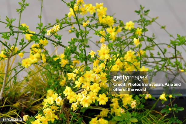 jasminum nudiflorum / winter jasmine / jasmine mesnyi - jasmin stockfoto's en -beelden